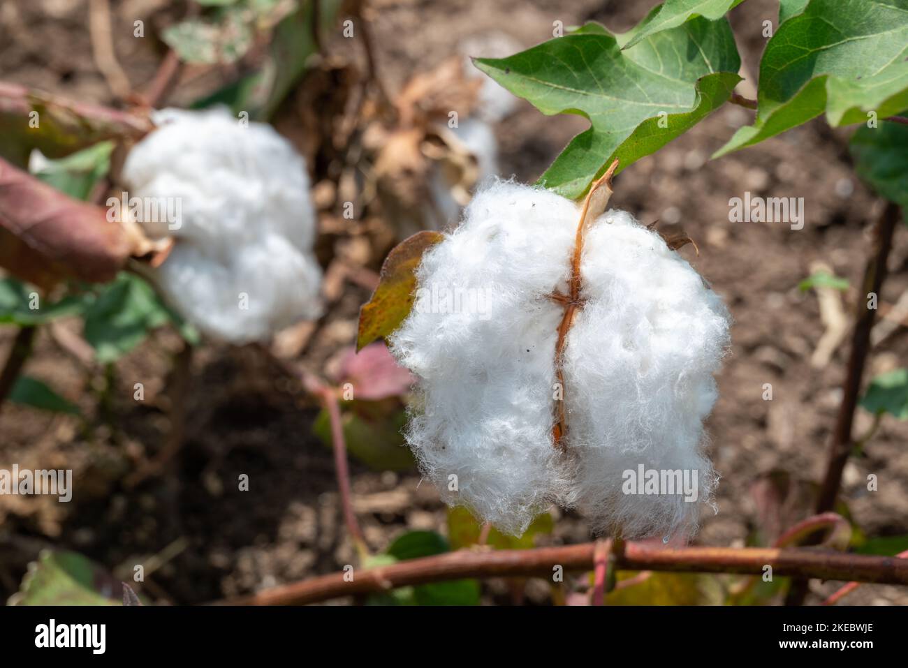 Nahaufnahme der Baumwolle auf der Pflanze auf einem Feld in Nordgriechenland. Selektiver Fokus. Stockfoto