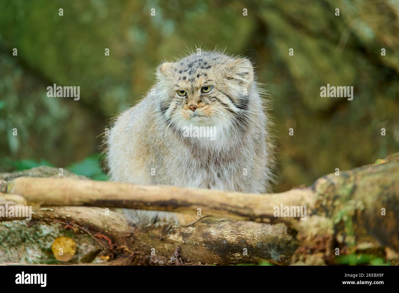 Pallas-Katze (Otocolobus manul), gefangen Stockfoto