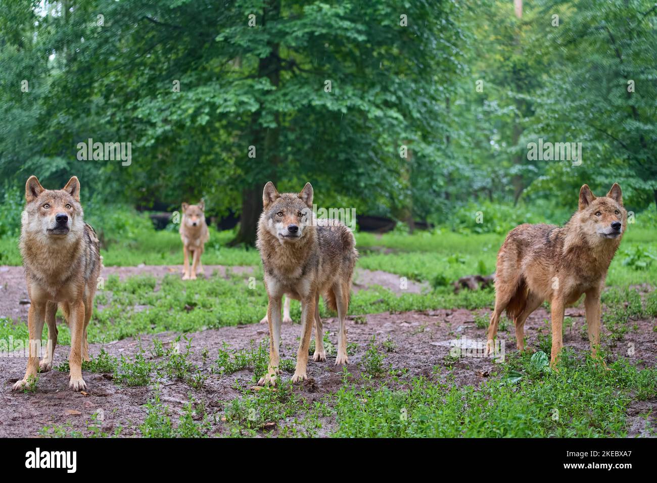 Wolf (Canis lupus), vier Tiere, gefangen Stockfoto