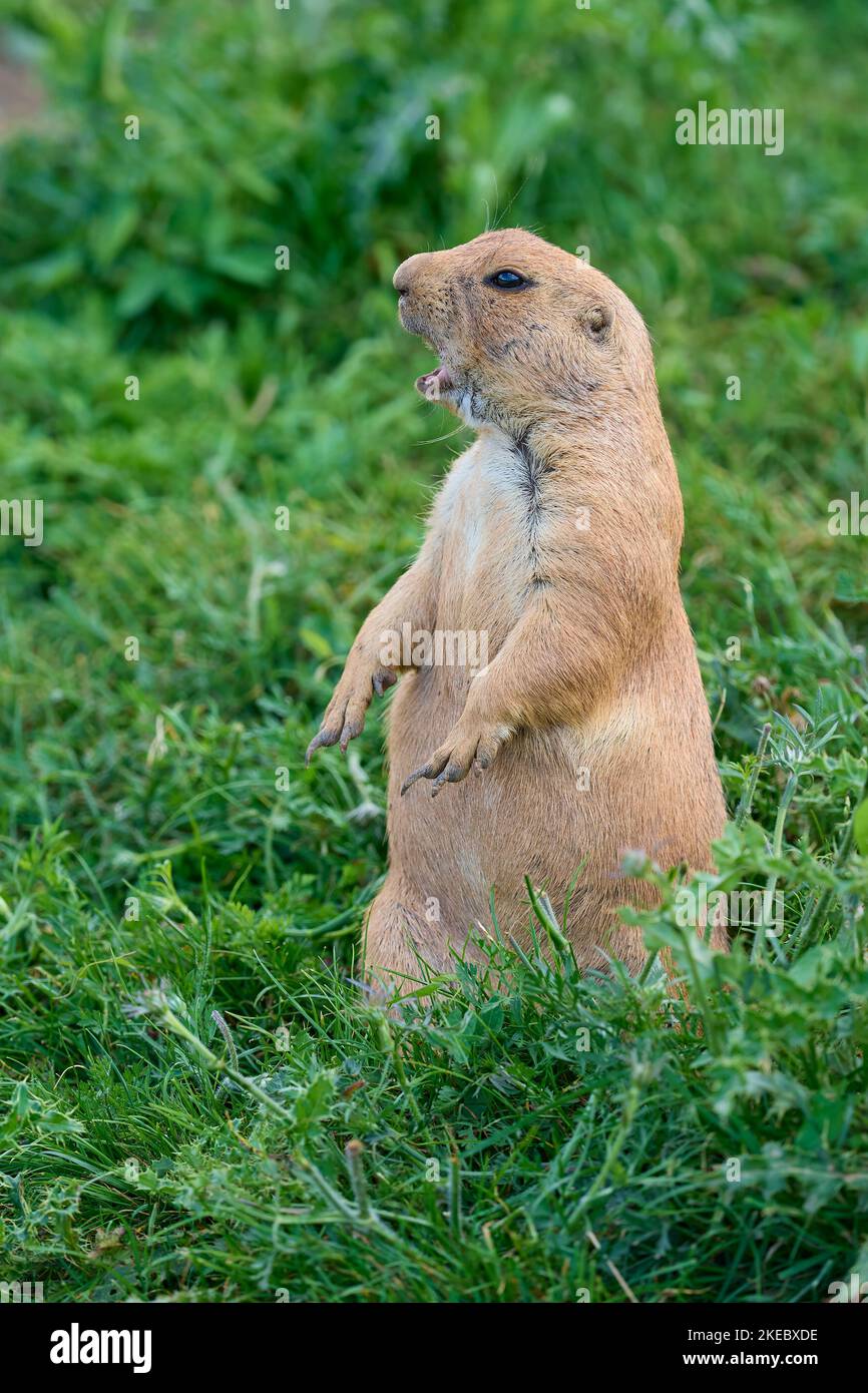 Schwarz-angebundene Präriehund (Cynomys sich) Stockfoto