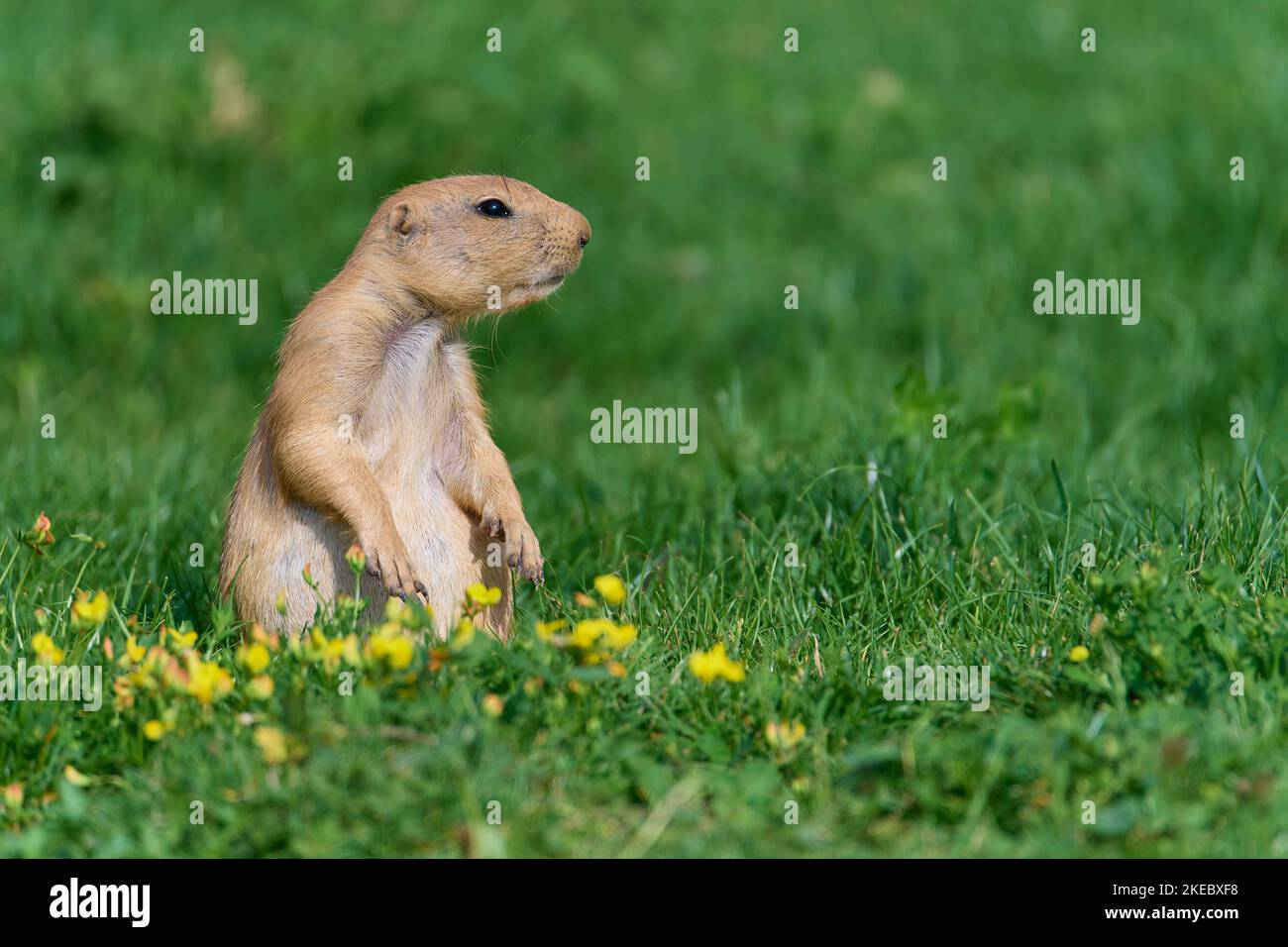 Schwarz-angebundene Präriehund (Cynomys sich) Stockfoto