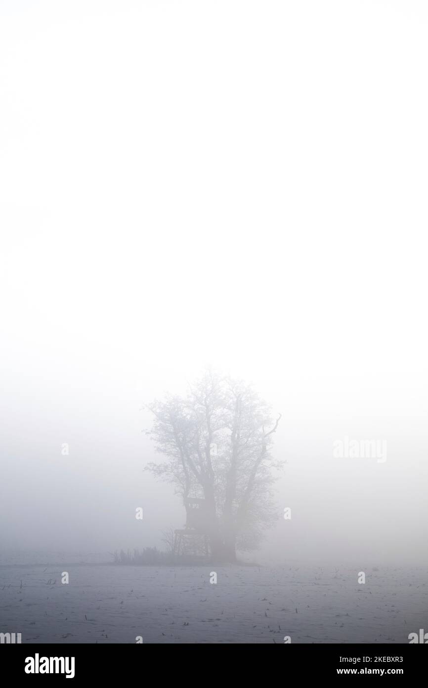 Baum in Nebel gehüllt Stockfoto