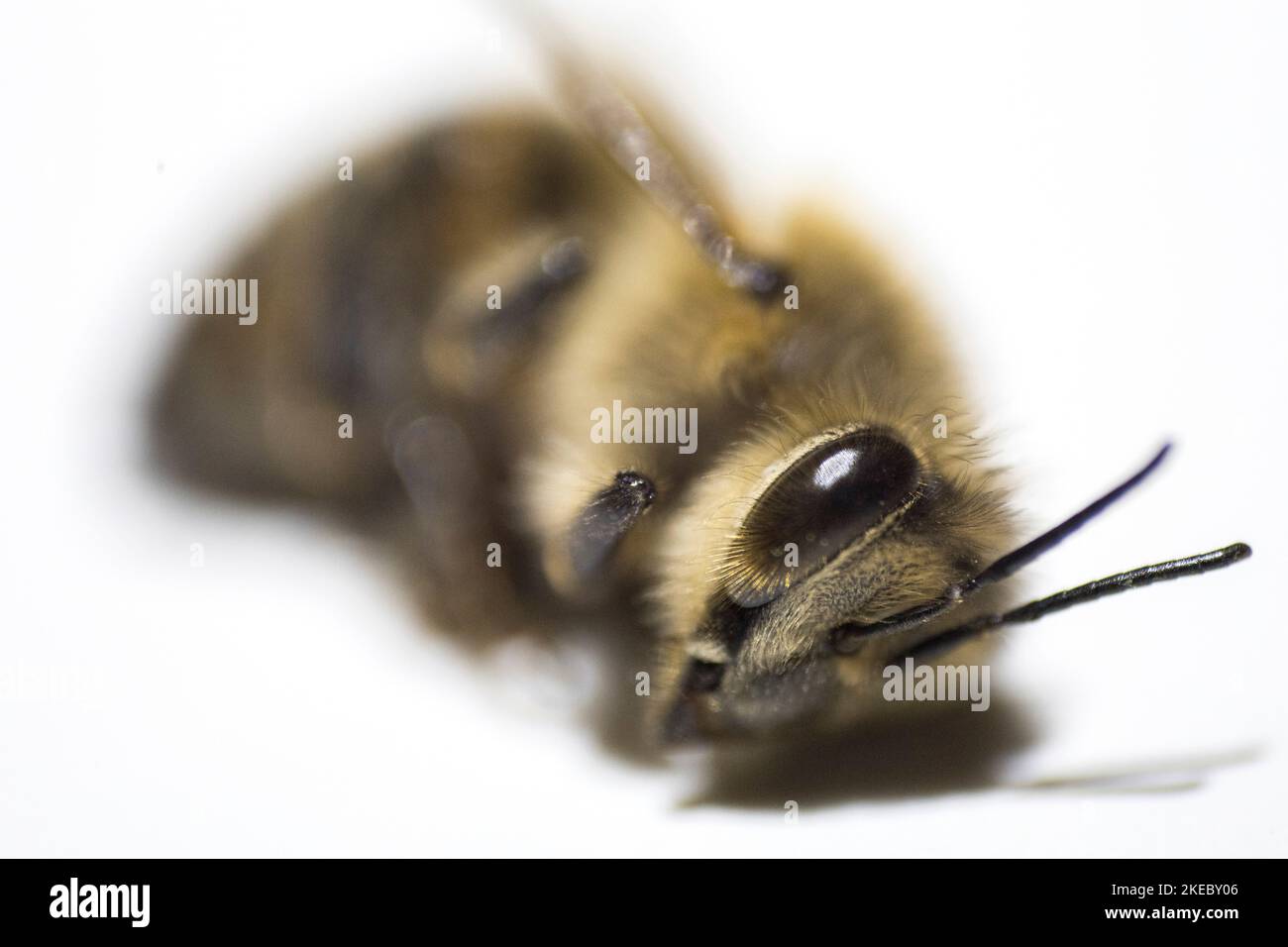 Porträt einer toten Biene Stockfoto