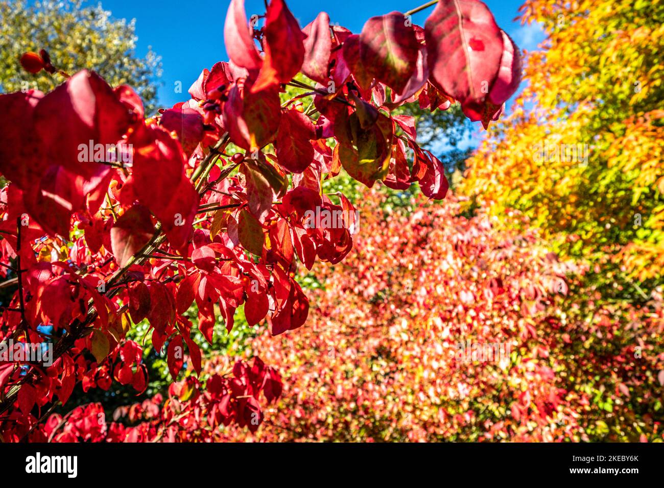 Farbenfrohe Herbstblätter leuchten im Sonnenschein Stockfoto