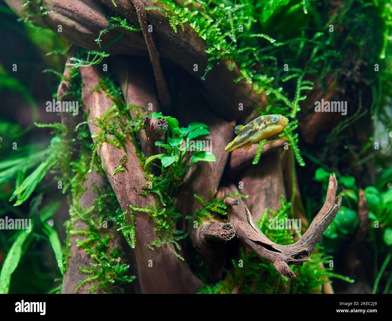 Zwergpufferfische im Süßwasser gepflanzten Aquarium mit großen Wurzeln und Moos Stockfoto