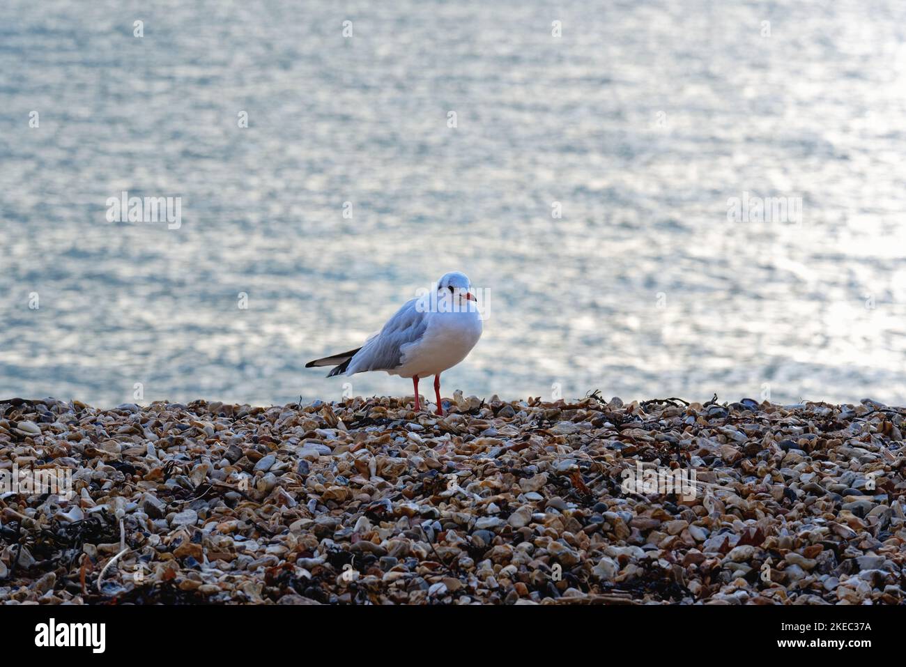 Eine einzelne Schwarzkopfmöwe, Chroicocephalus ridibundus, sitzt im Wintergefieder auf einem Kiesstrand mit Meer im Hintergrund Hampshire UK Stockfoto