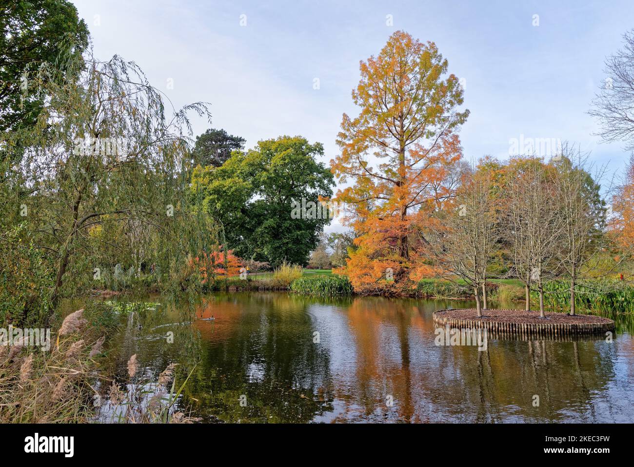 Farbenfrohe Herbstfärbung auf Bäumen und Sträuchern spiegelt sich im See bei Wisley RHS Gardens Surrey England UK wider Stockfoto