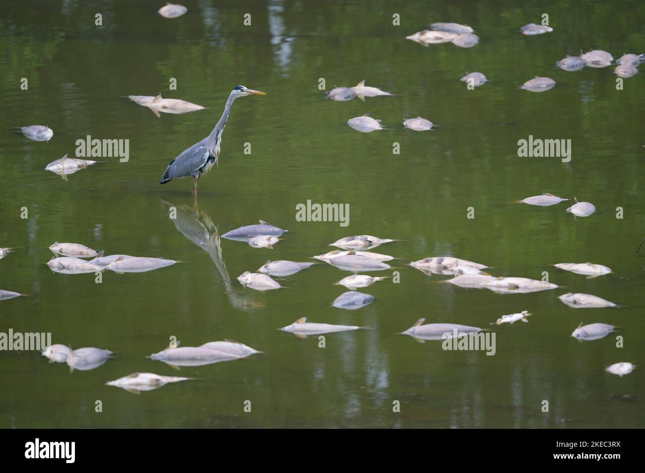 Graureiher in einem Teich, mit zahlreichen Fischen (Brassen) durch extreme Hitze tot, Mai, Sommer, Hessen, Deutschland, Europa Stockfoto