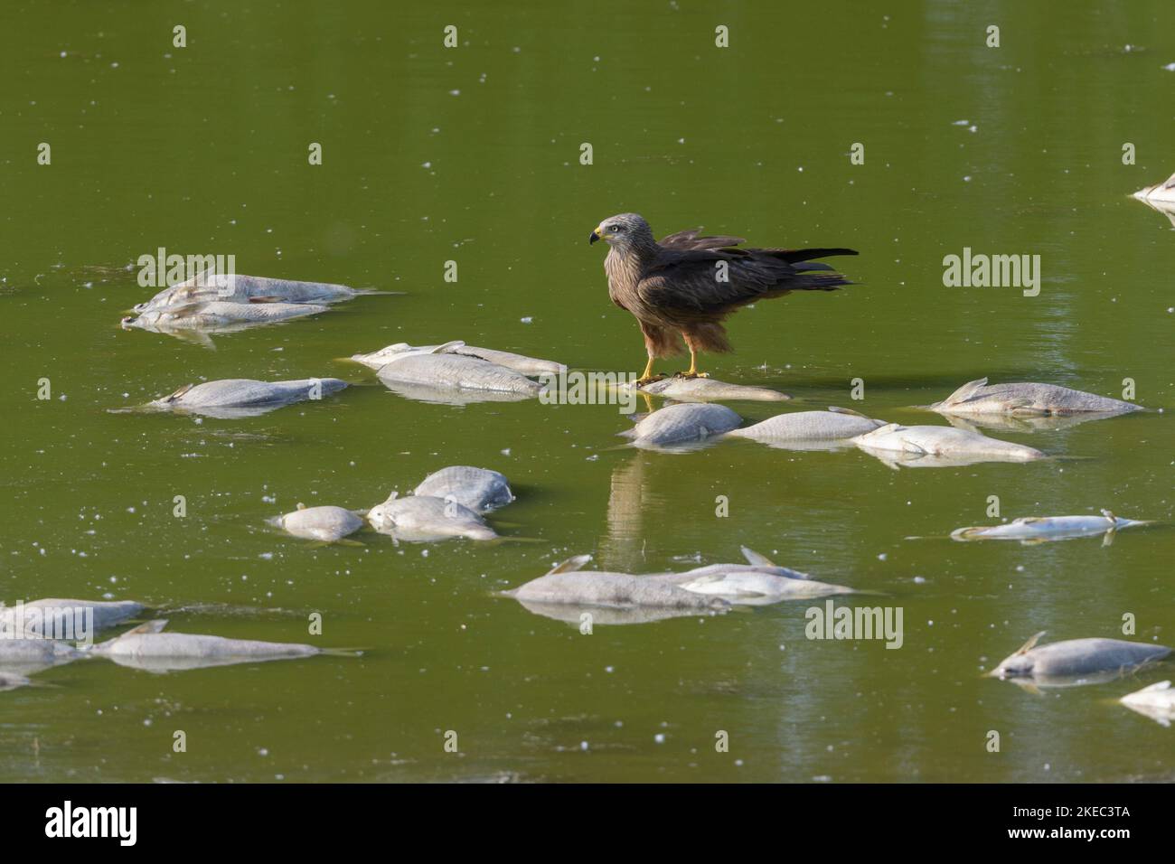 Roter Drachen (Milvus milvus), der auf einem toten Fisch steht, Fischtod (Brasse) durch große Hitze in einem Teich, Mai, Sommer, Hessen, Deutschland, Europa Stockfoto