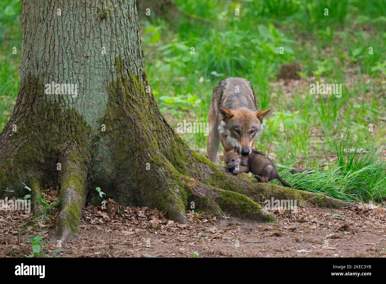 Wolf mit Wolf Welpen im Fang, Sommer, Deutschland, Europa Stockfoto