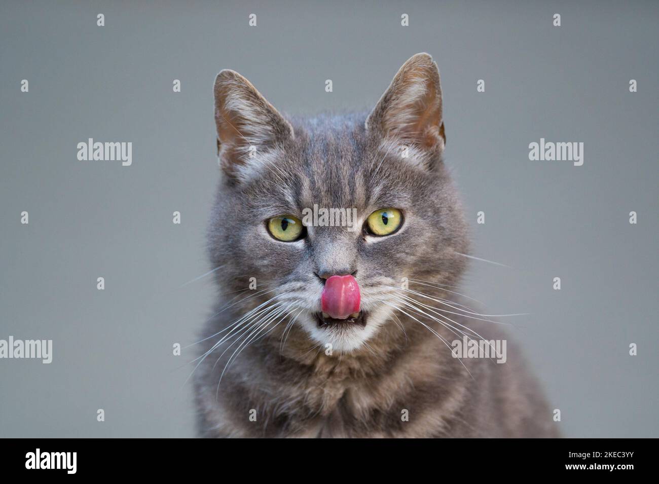 Porträt einer Hauskatze, Stockfoto