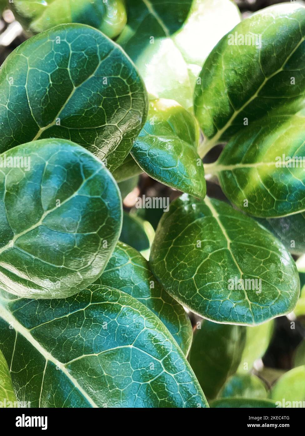 Kleine grüne Blätter der Pflanze Stockfoto