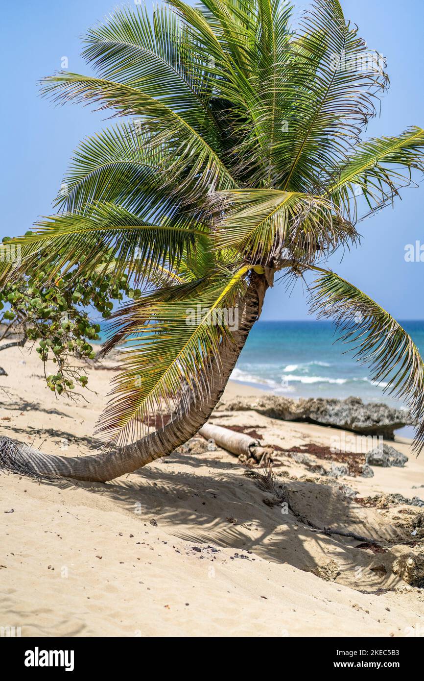 Nordamerika, Karibik, Großantillen, Hispaniola Island, Dominikanische Republik, Provinz Puerto Plata, Cabarete, Palme am Playa Perla Marina Beach Stockfoto