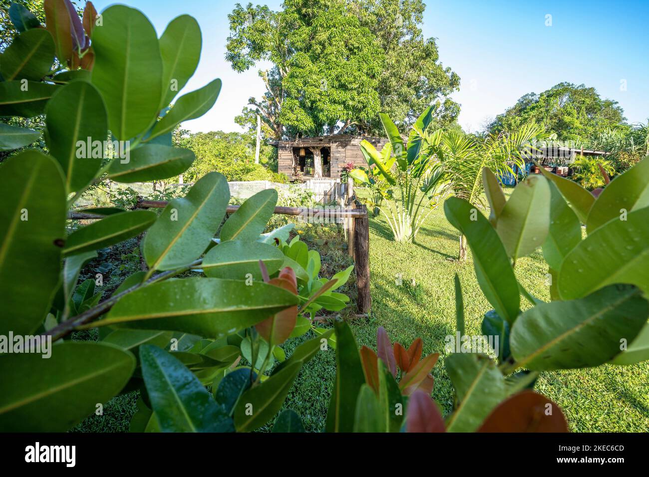 Nordamerika, Karibik, Großantillen, Hispaniola Island, Dominikanische Republik, Monte Plata, Morgenstimmung auf der Finca Juana Valdes Stockfoto