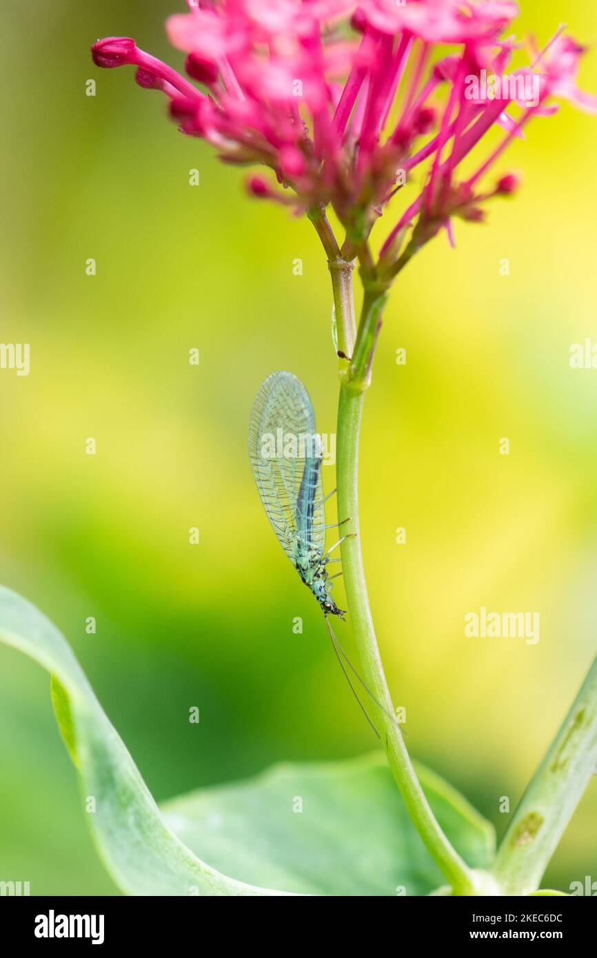 Blaugrüner Lacewing (Chrysopa perla) auf rotem Baldrian (Centranthus ruber) - Schottland, Vereinigtes Königreich Stockfoto