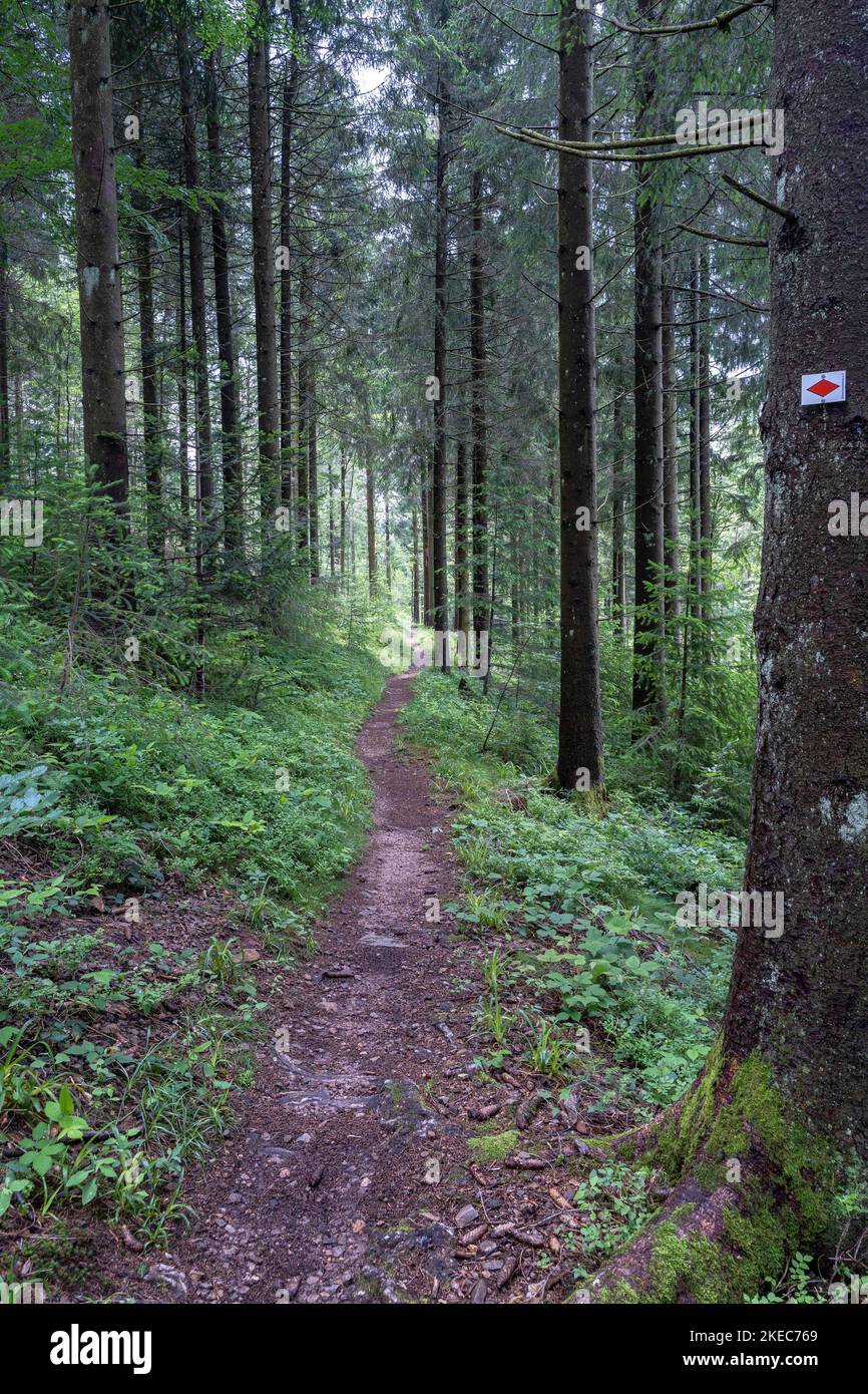Europa, Deutschland, Süddeutschland, Baden-Württemberg, Schwarzwald, Enger Waldweg im dichten Wald Stockfoto