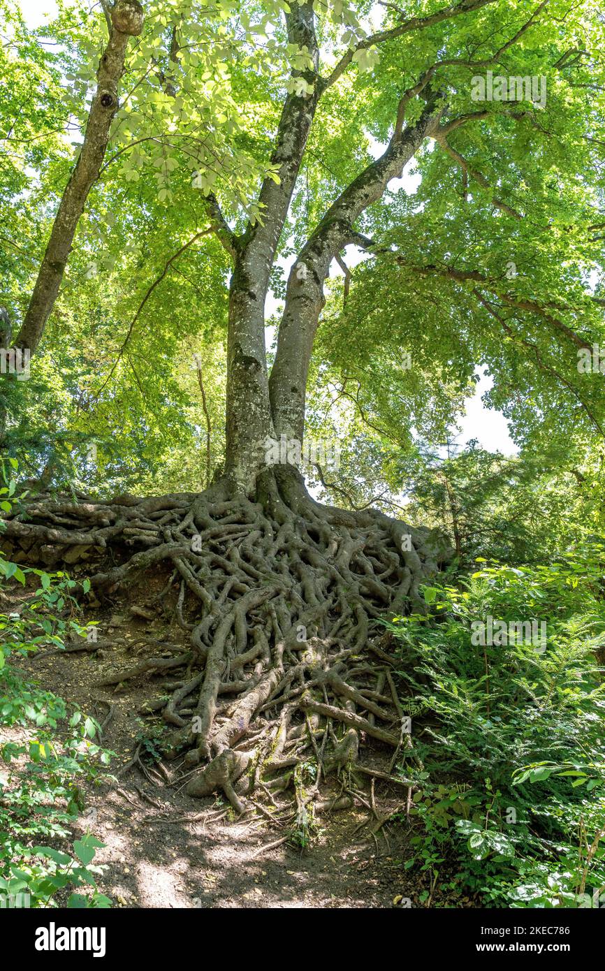 Europa, Deutschland, Süddeutschland, Baden-Württemberg, Schwarzwald, Gewachsene Wurzelstruktur von zwei Birken in der Nähe der Burg Rötteln Stockfoto