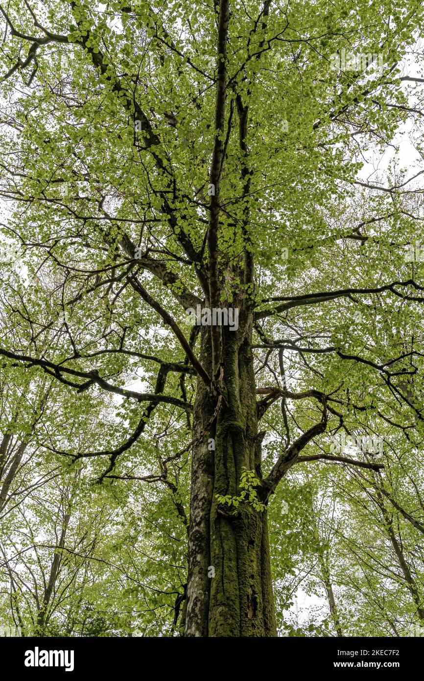 Europa, Deutschland, Süddeutschland, Baden-Württemberg, Schwarzwald, Auf einen mächtigen Baum schauen Stockfoto