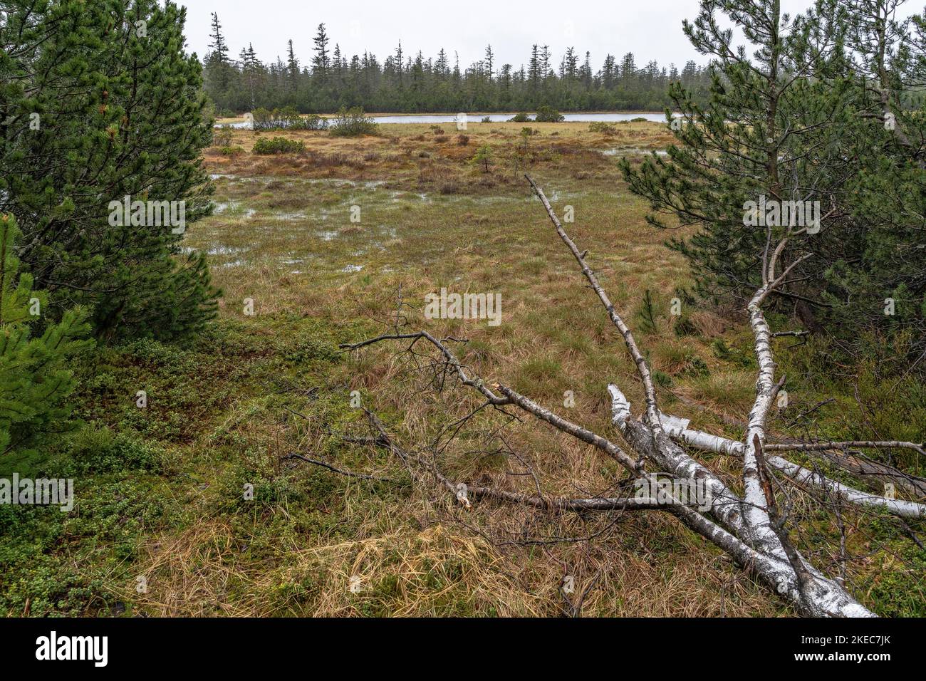 Europa, Deutschland, Süddeutschland, Baden-Württemberg, Schwarzwald, Hochmoor auf dem Hohloh bei Kaltenbronn Stockfoto