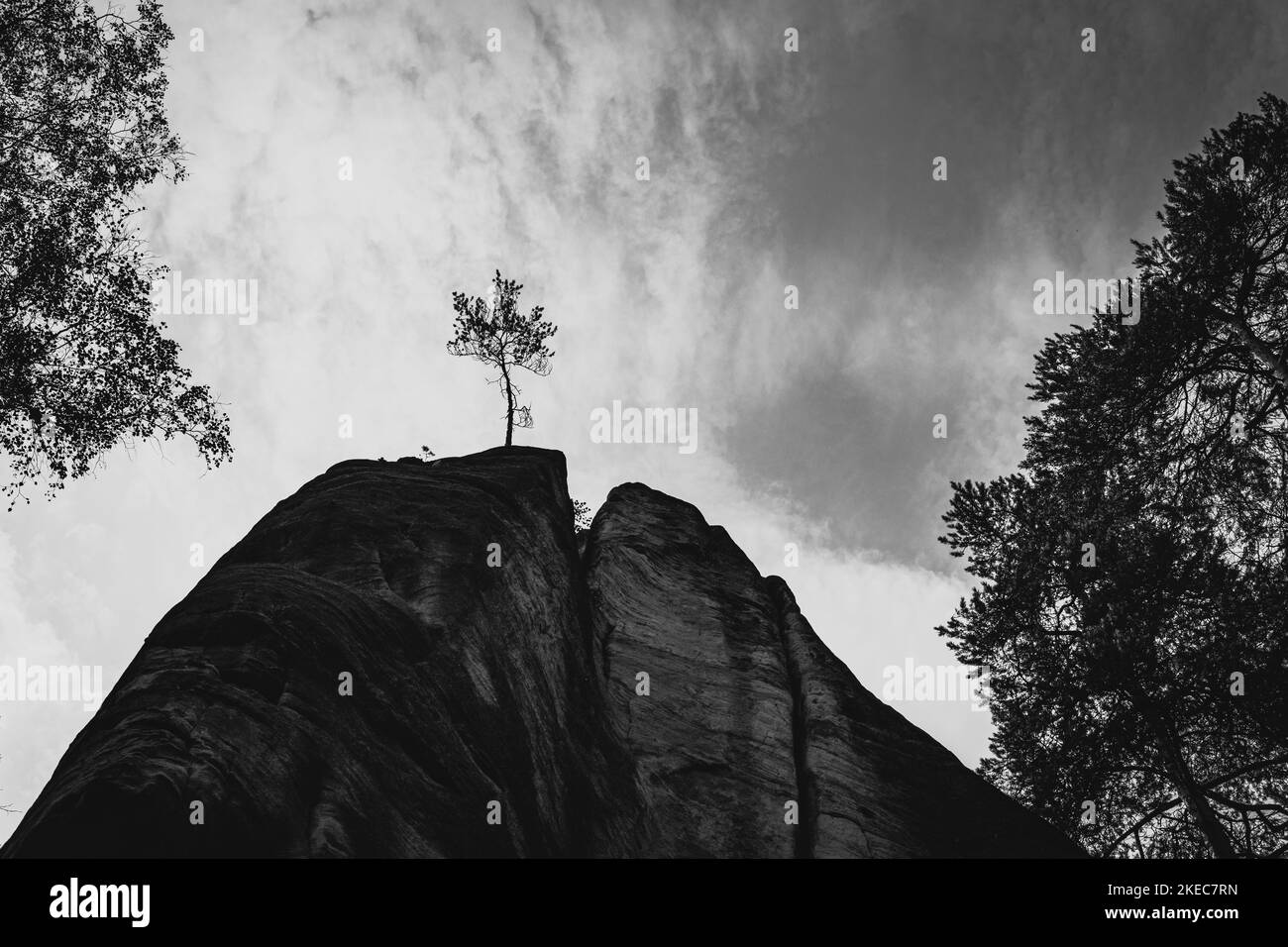 Baum auf dem Bergfelsen Stockfoto