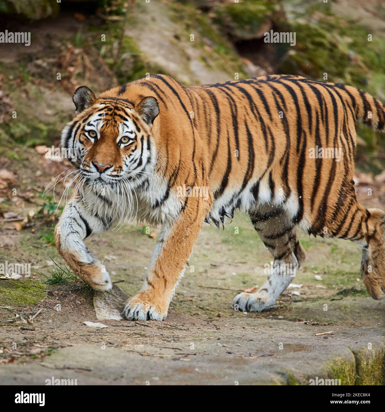 Sibirischer Tiger (Panthera tigris altaica), seitwärts gehend, in die Kamera schauend, gefangen, Deutschland Stockfoto