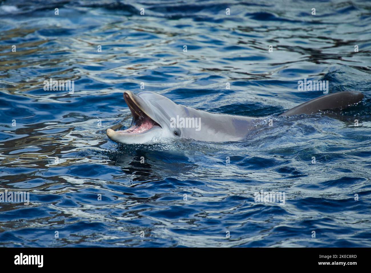 Atlantischer Tümmler (Tursiops trunkatus) schwimmt an der Wasseroberfläche, gefangen, Deutschland Stockfoto