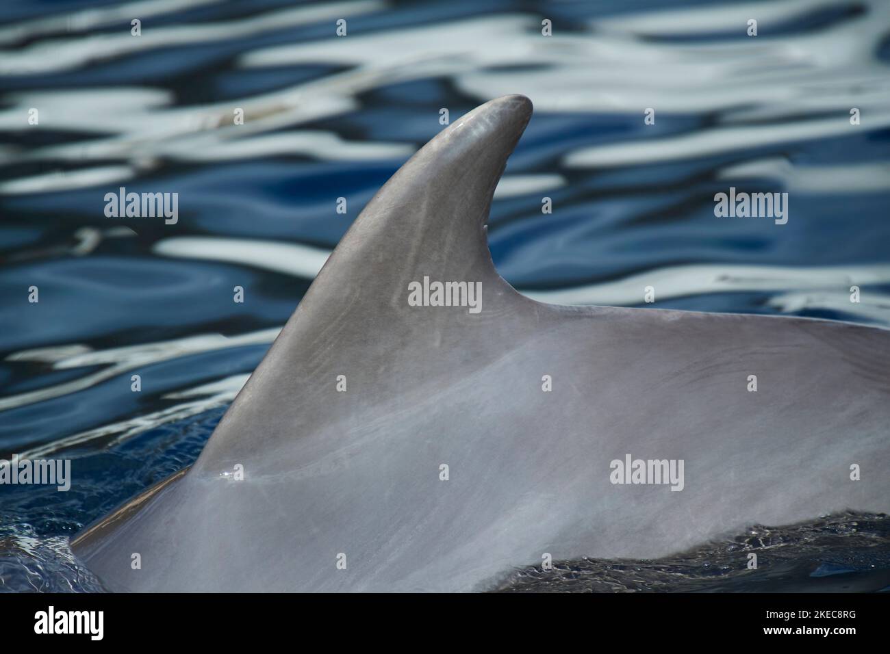 Atlantischer Tümmler (Tursiops truncatus), Rückenflosse (Flosse), Detail, Schwimmen, auf Wasseroberfläche, Deutschland Stockfoto