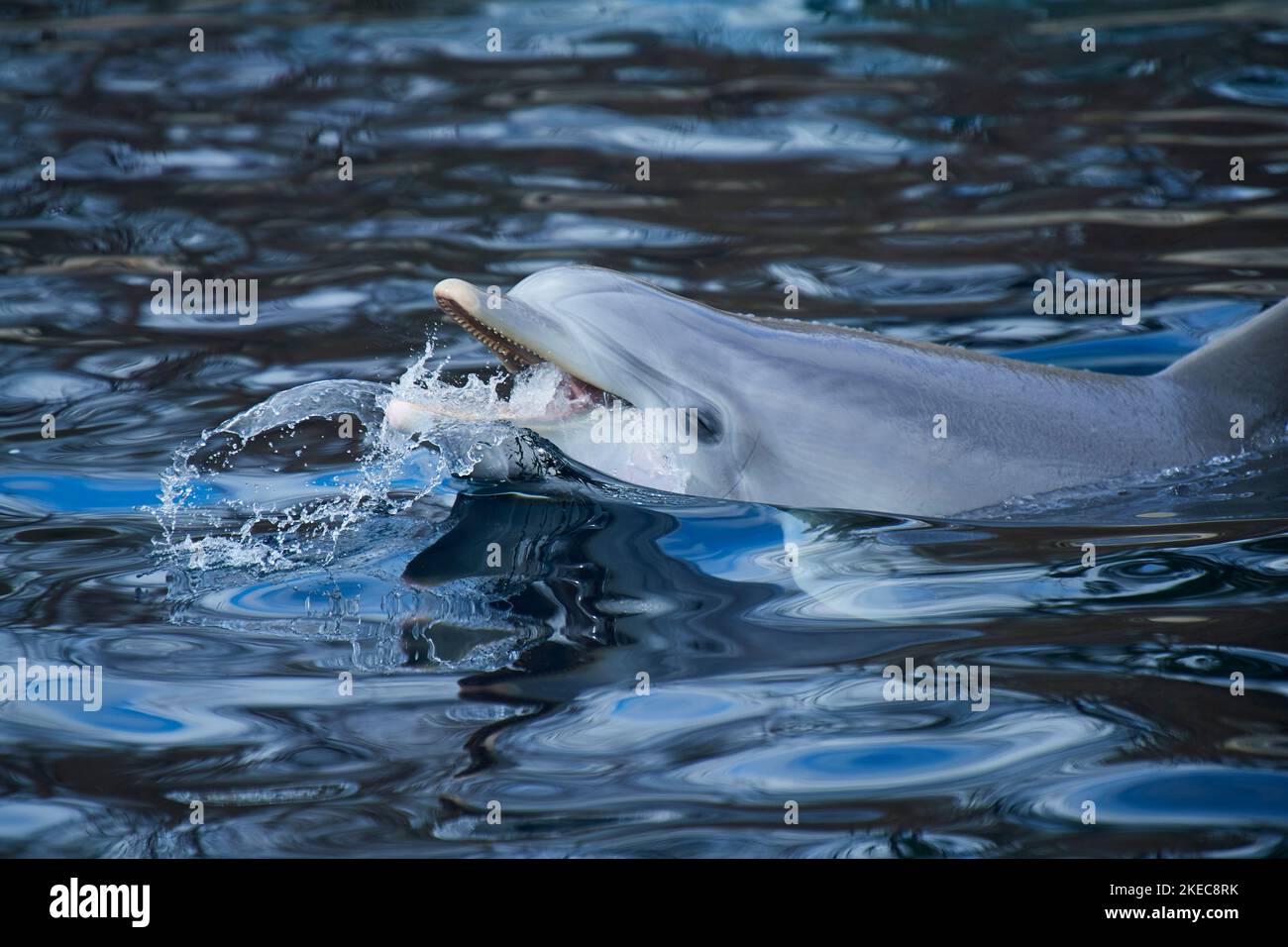 Atlantischer Tümmler (Tursiops trunkatus) schwimmt an der Wasseroberfläche, gefangen, Deutschland Stockfoto