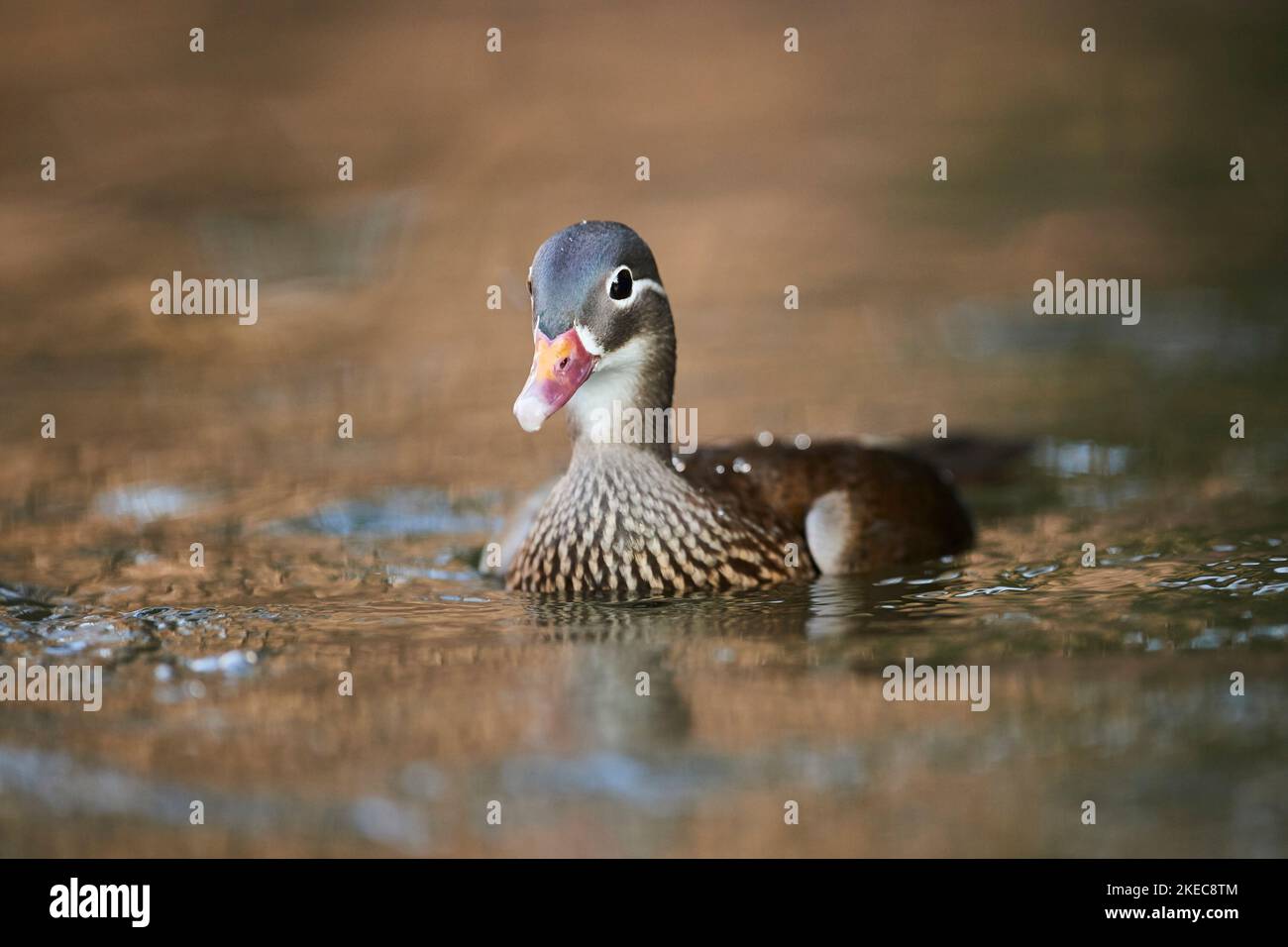 Mandarinente (Aix galericulata) beim Schwimmen in einem See, Ente, Weibchen, Wildtiere, Bayern, Deutschlnad, Europa Stockfoto