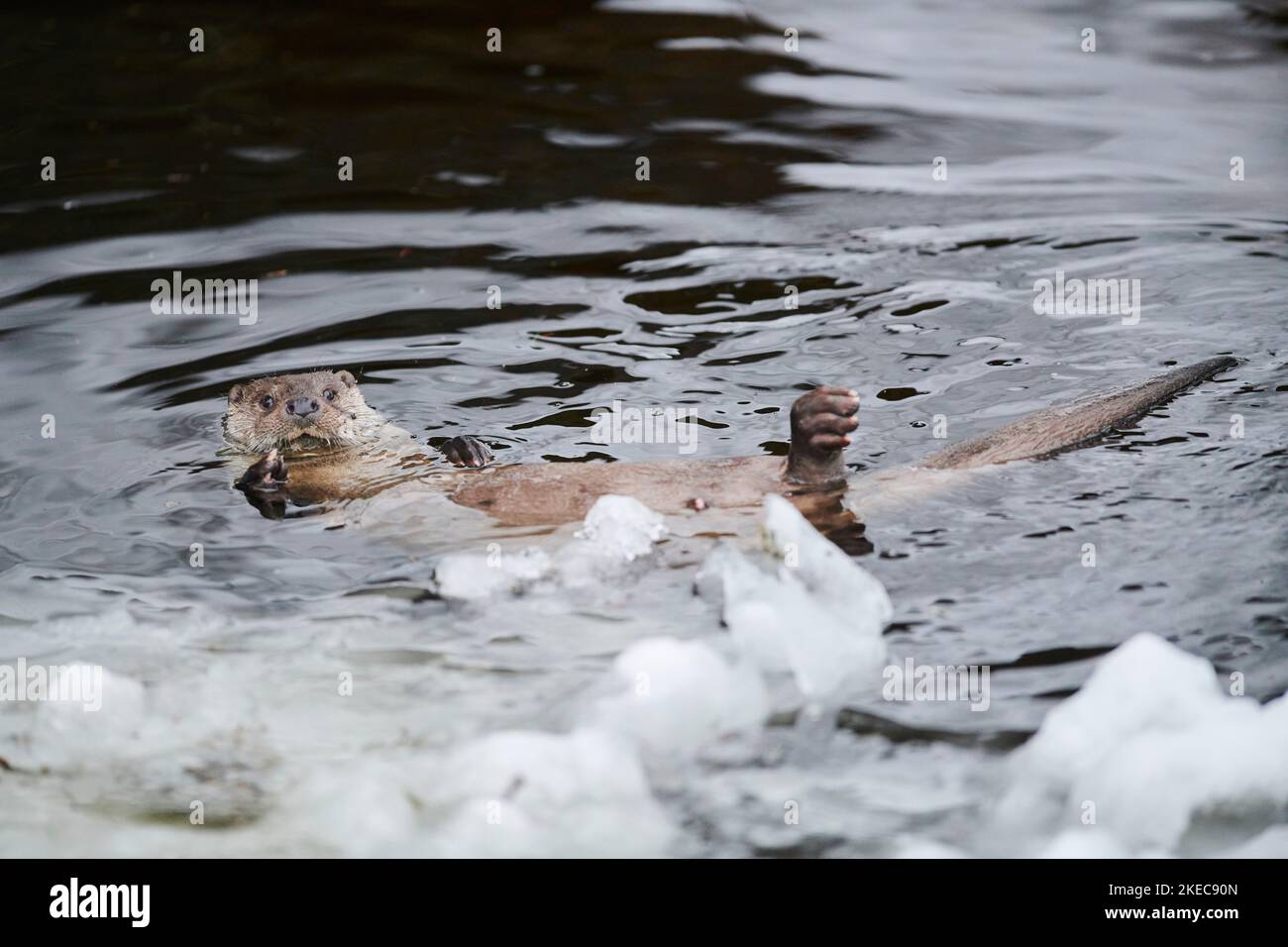 Eurasischer Otter (Lutra lutra), auf dem Rücken liegend, schwimmend, Wasser, Winter, Bayern, Deutschland, Europa Stockfoto