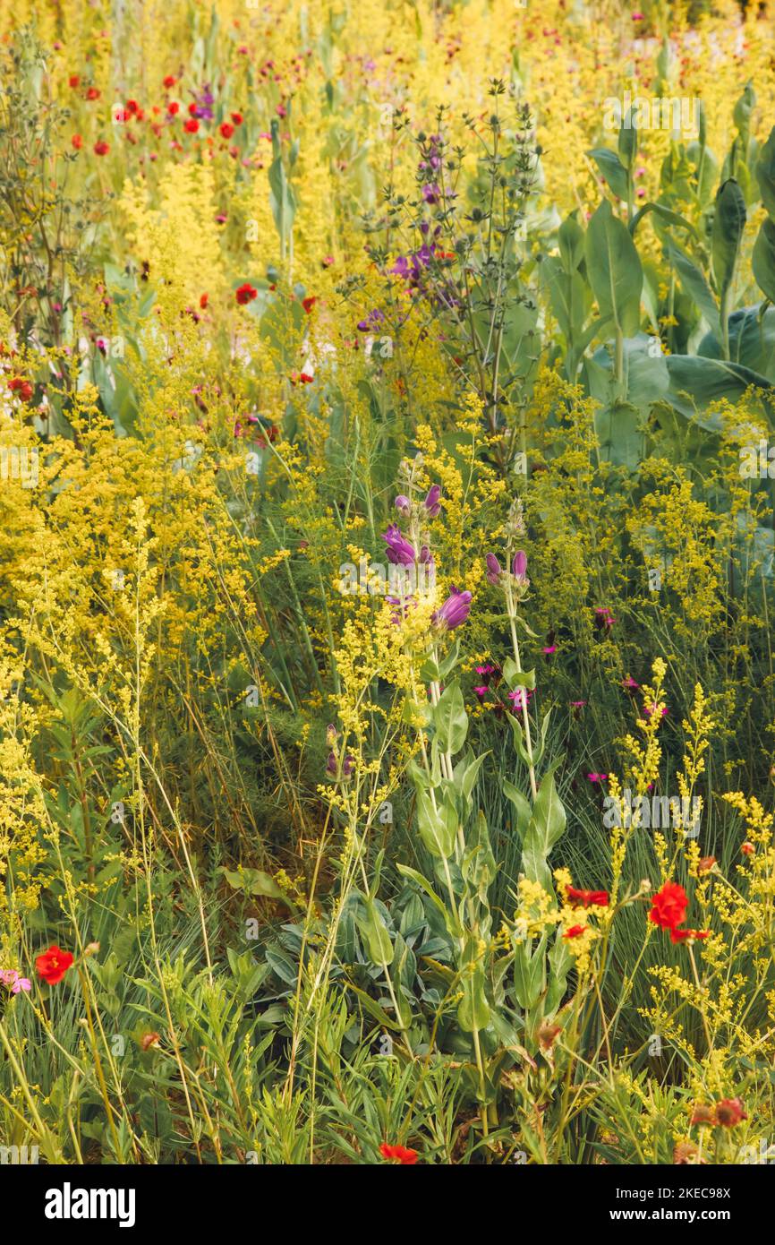 IGA Berlin, Pflanzen, Wiese, Wildblumen, Berlin, Hauptstadt, Metropole, Großstadt, Deutschland Stockfoto