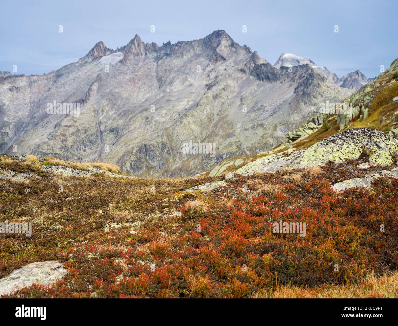 Alpenflora Stockfoto