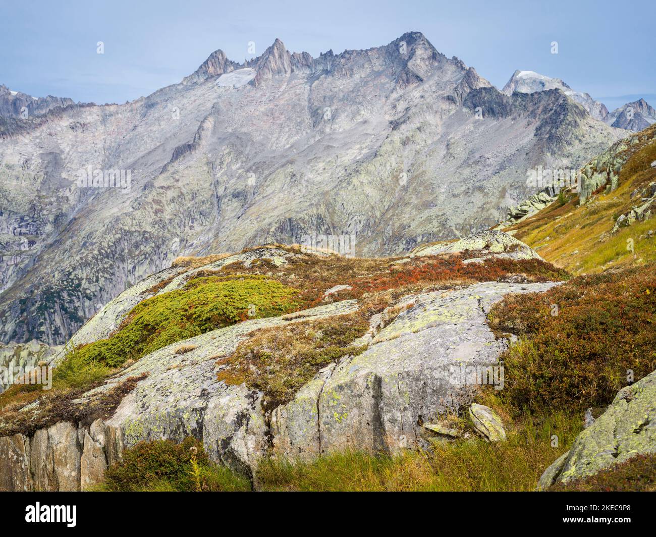Alpenflora Stockfoto