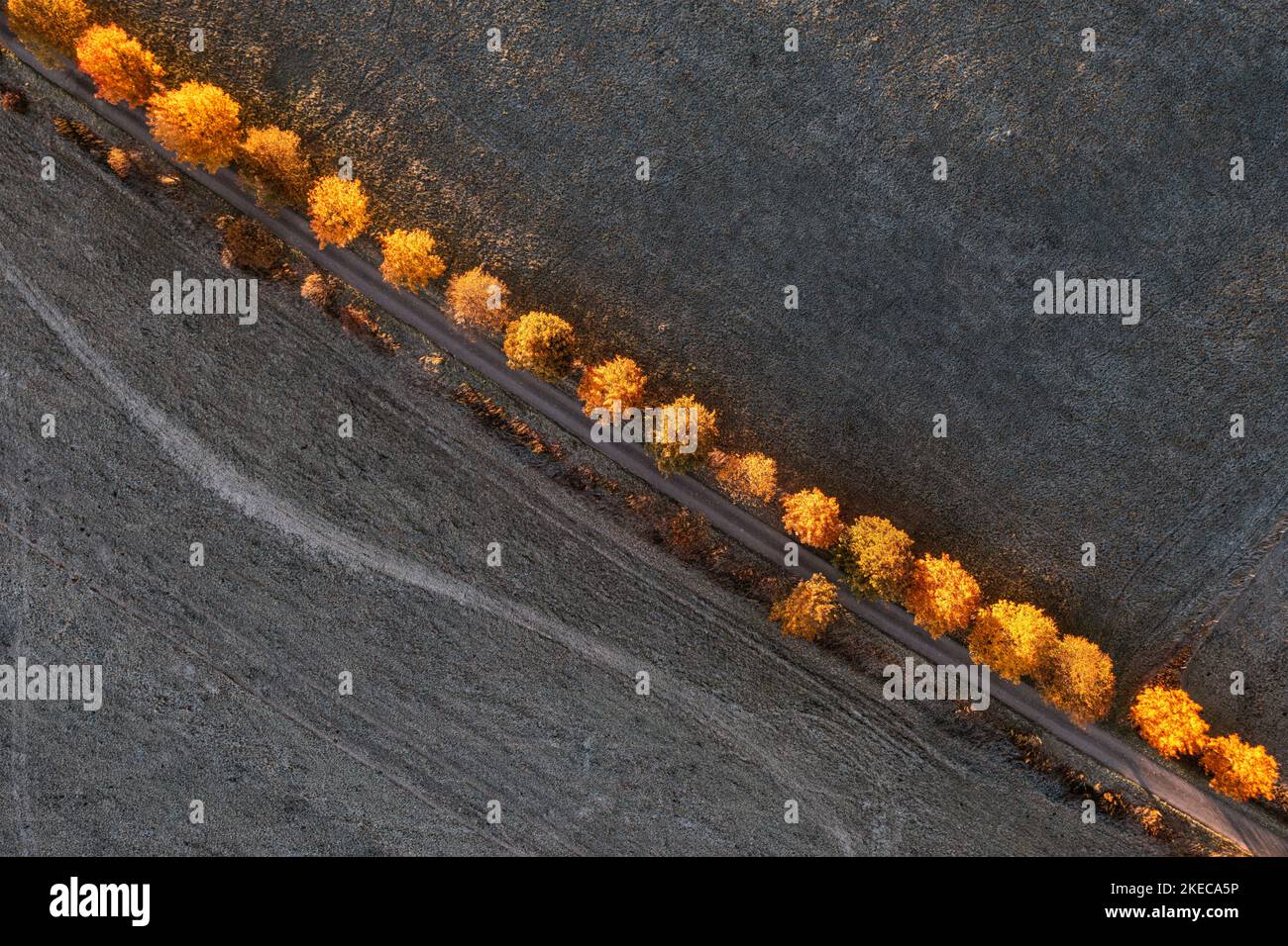 Deutschland, Thüringen, Großbreitenbach, Friedersdorf, Allee von Wildenspring bis Friedersdorf, Herbstblätter, Wiesen, Felder, Luftbild, Morgenlicht Stockfoto