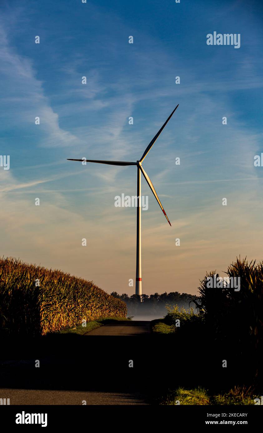 Erneuerbare Energien in der Landschaft, bei Bad Saulgau, Windturbine für Windenergie und Mais für Biogas Stockfoto