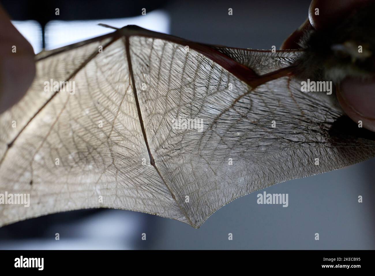 Natterer-Fledermaus, Myotis nattereri, Flügel, Detail Stockfoto