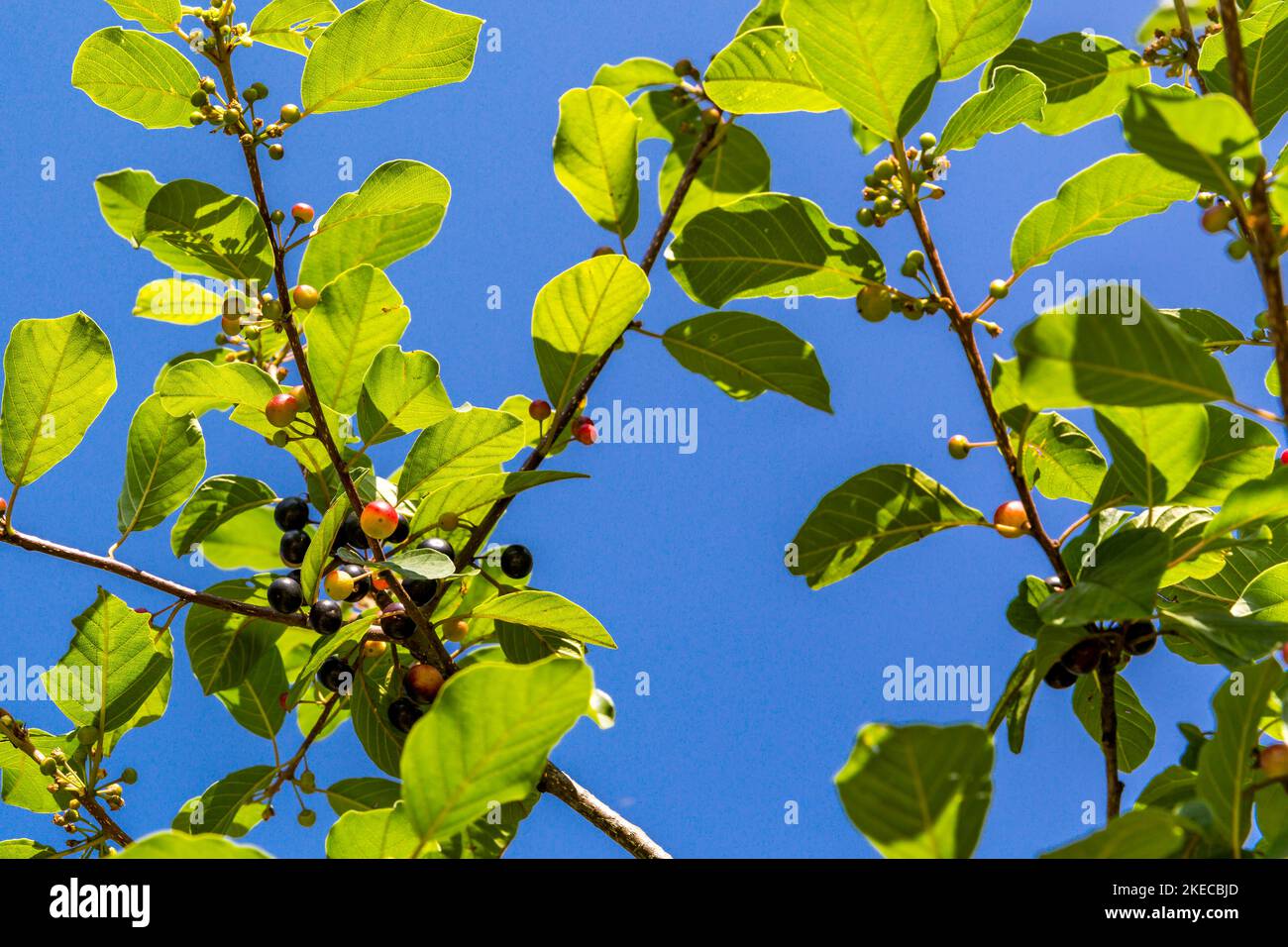 Erle Sanddorn, Rhamnus frangula, Alter ca. 60 Jahre, Herkunft Südamerika, Schliersee, Bayerische Alpen, Oberbayern, Bayern, Deutschland, Europa Stockfoto