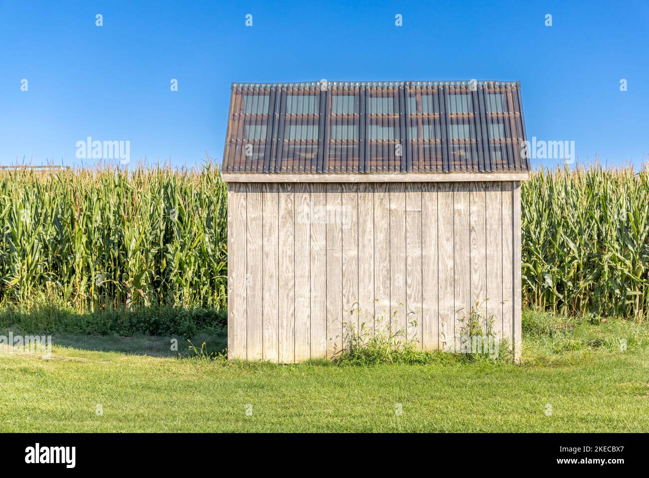 Einfache saubere Scheune mit einem Maisfeld dahinter Stockfoto