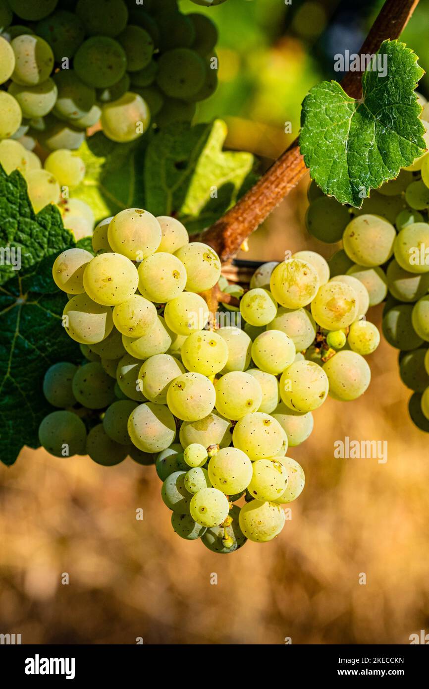 Weiße Trauben auf der Rebe, umgeben von Traubenblättern, fast reife Beeren auf dem Traubenpikel, Stockfoto