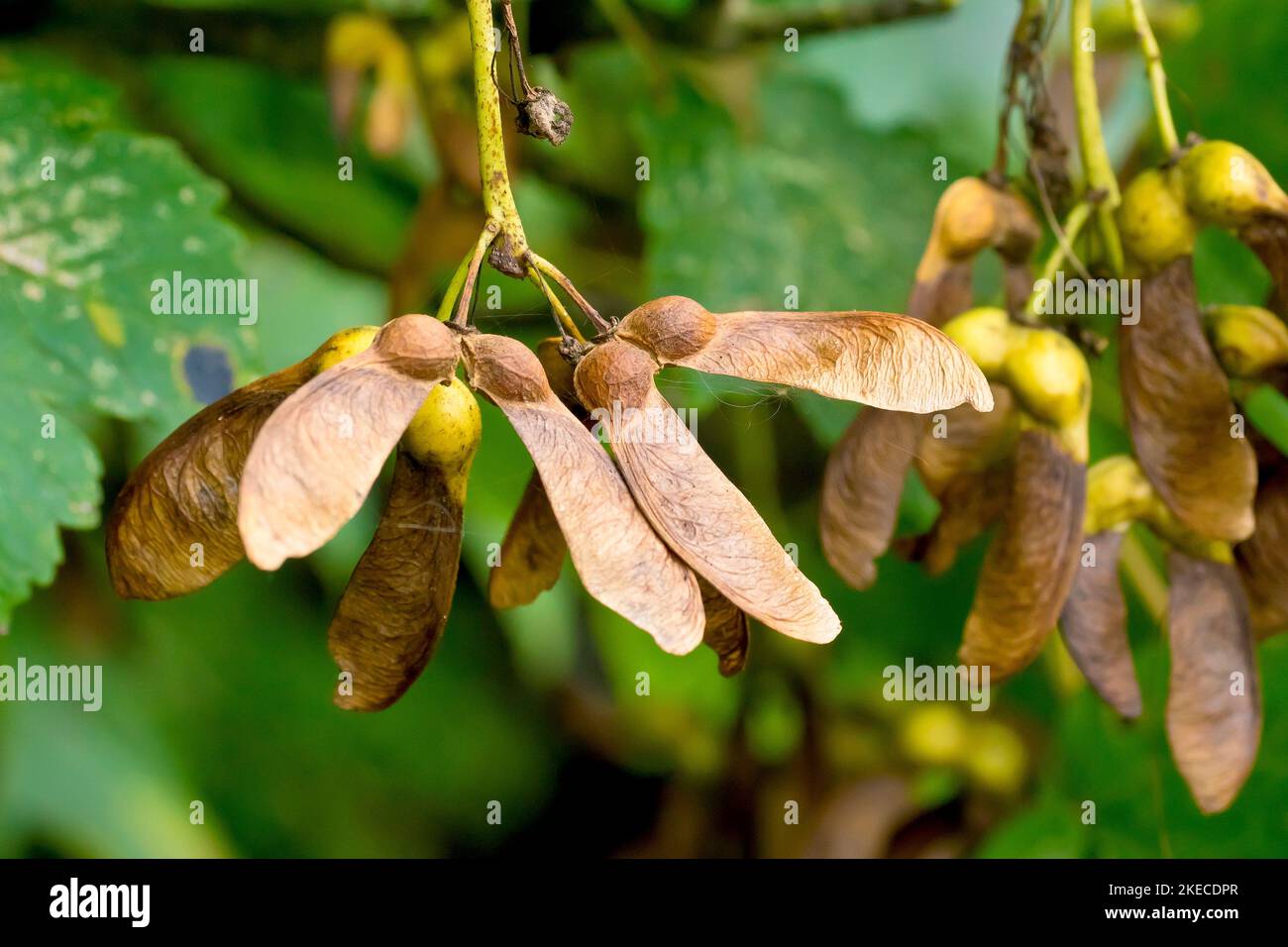 Sycamore (acer pseudoplatanus), Nahaufnahme mehrerer der bekannten reifen Flügelfrüchte oder Samen, die im Herbst vom Baum produziert werden. Stockfoto