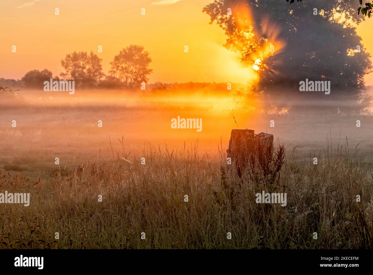 Sonnenaufgang gegen das Licht und mit Nebel in der Elbtalaue bei Bleckede/Radegast Stockfoto