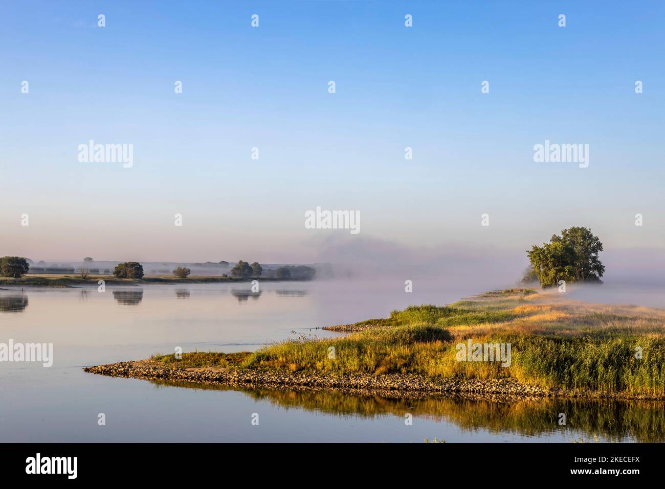 Bodennebel über der Elblandschaft bei Bleckede am frühen Morgen Stockfoto