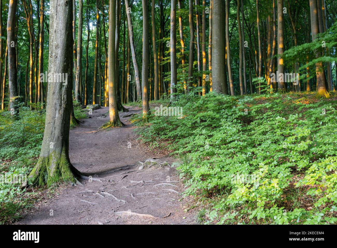 Wanderweg im Buchenwald im Nationalpark Jasmund auf der Insel Rügen Stockfoto