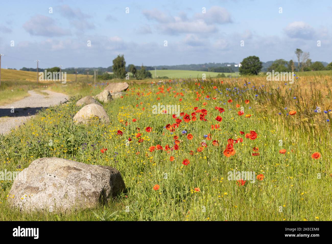Mohnblumen auf einem Wanderweg auf der Insel Rügen Stockfoto