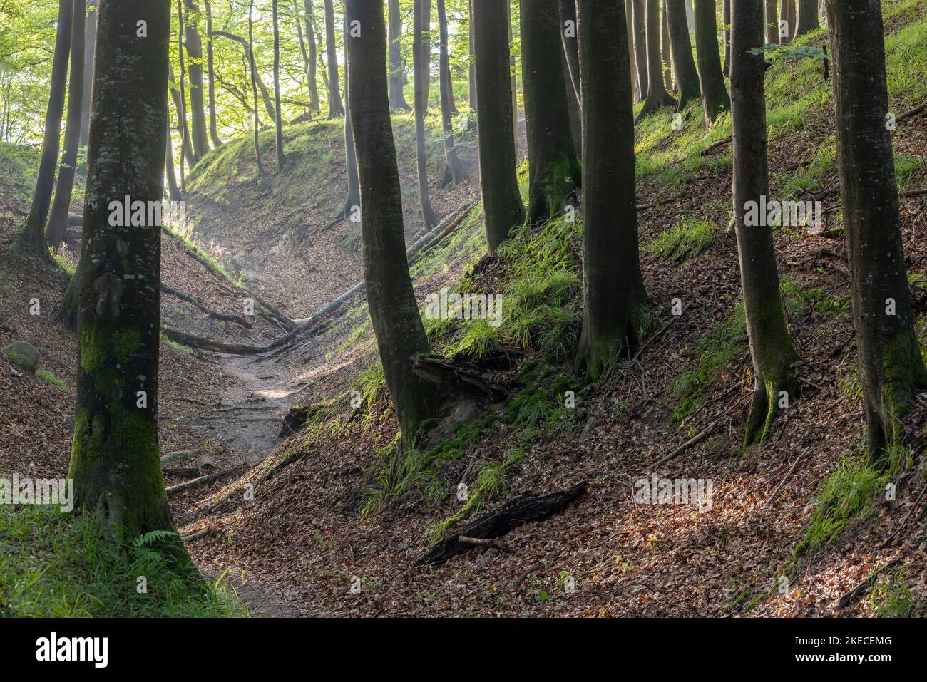 Wanderweg im Buchenwald im Nationalpark Jasmund auf der Insel Rügen Stockfoto