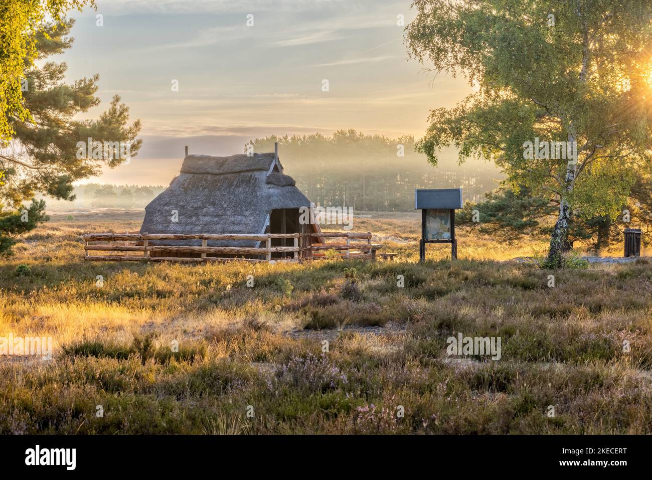 Landschaften der Nemitzer Heide im Wendland bei der Heide blühen am frühen Morgen Stockfoto