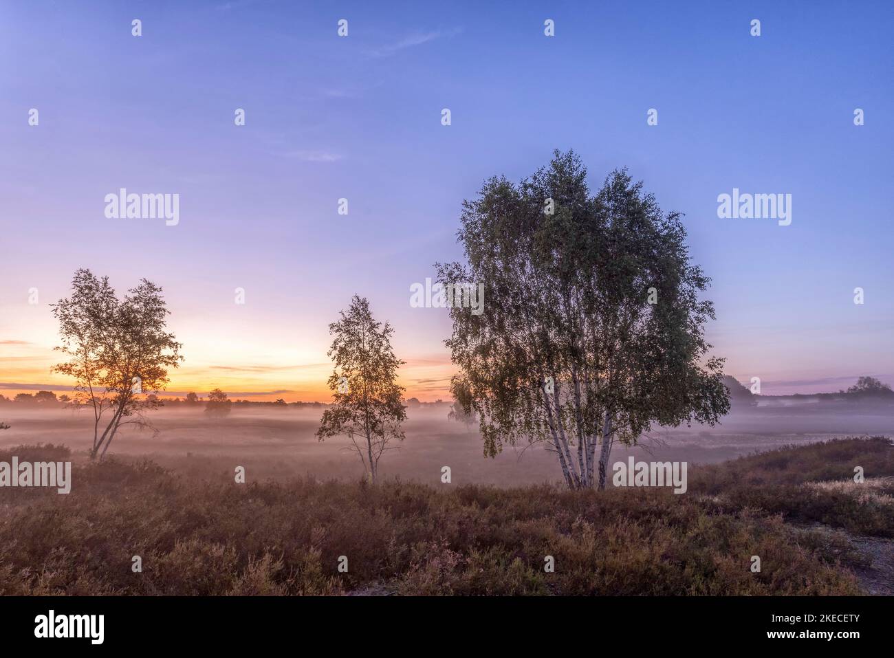 Landschaften der Nemitzer Heide im Wendland bei der Heide blühen am frühen Morgen Stockfoto