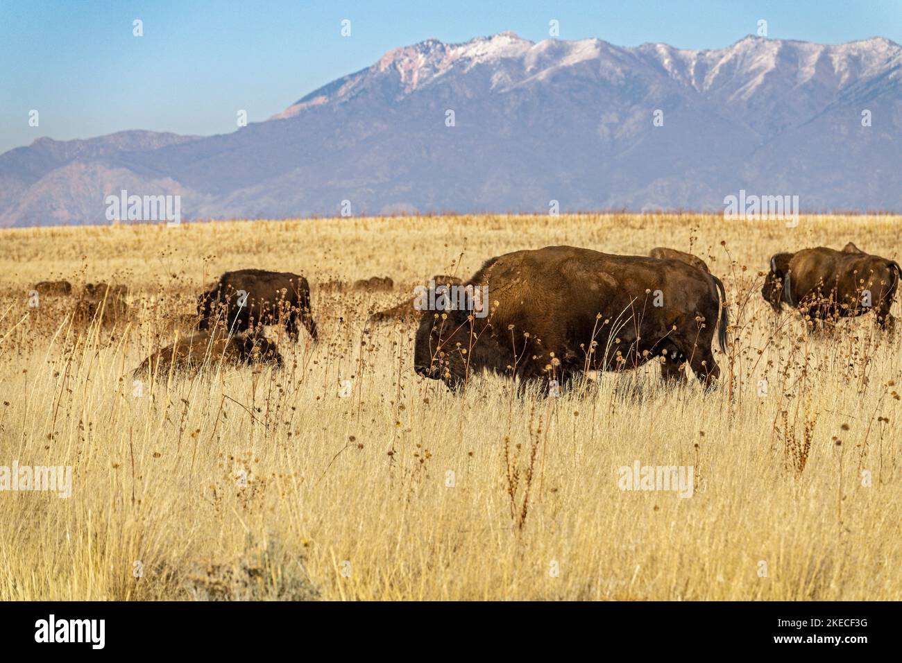 Bisons im Antelope Island State Park. Am 15. Februar 1893 wurden 12 Bisons auf die Insel gebracht, und heute besteht die Bisonherde aus 500 - 700 Tieren Stockfoto