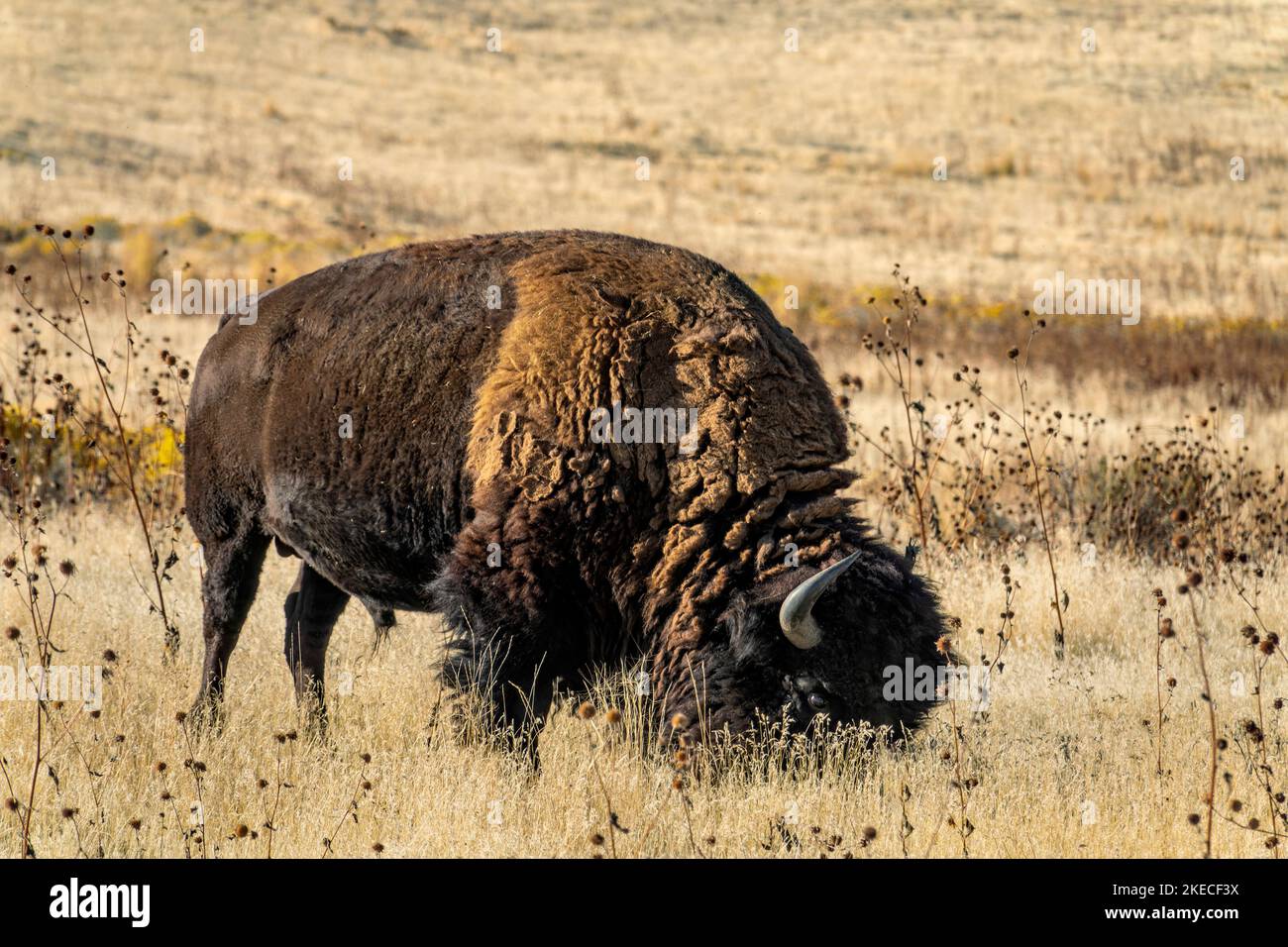 Bison im Antelope Island State Park. Am 15. Februar 1893 wurden 12 Bisons auf die Insel gebracht, und heute besteht die Bisonherde aus 500 - 700 Tieren Stockfoto