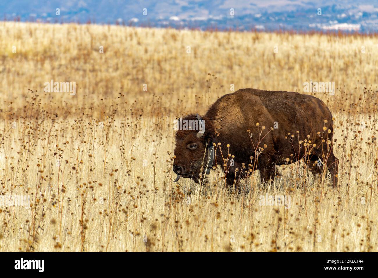 Bison im Antelope Island State Park. Am 15. Februar 1893 wurden 12 Bisons auf die Insel gebracht, und heute besteht die Bisonherde aus 500 - 700 Tieren Stockfoto